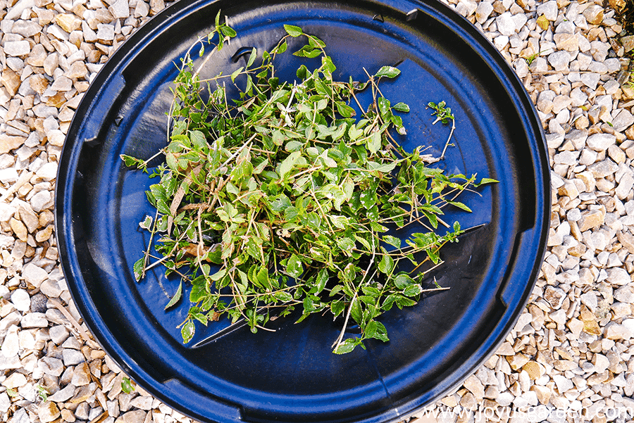 looking down on a garbage lid with clippings from lantana