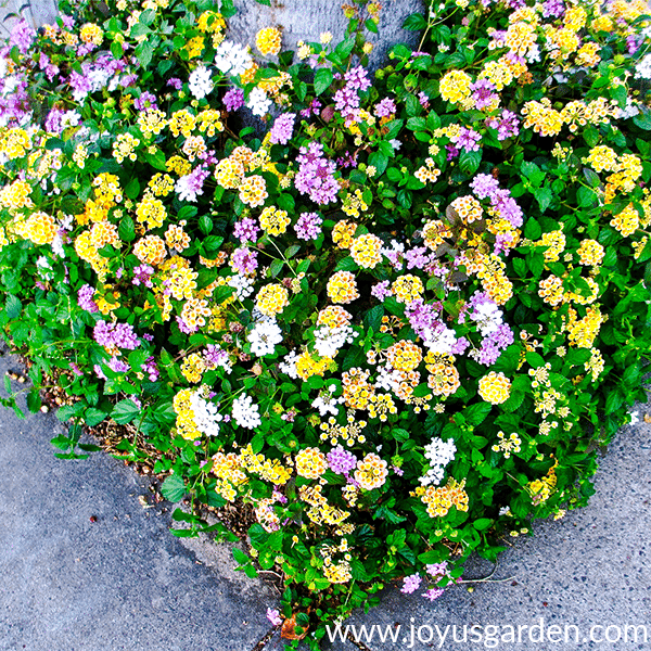 Close up of a mixture of yellow, lavender & white low growing lantana.