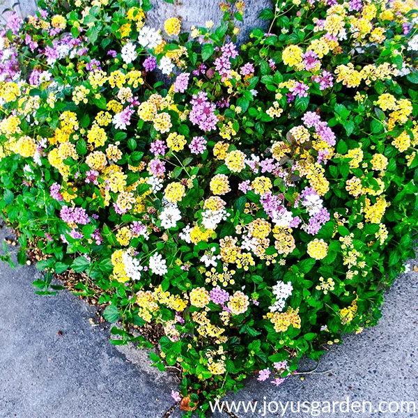 Close up of a mixture of yellow, lavender & white low growing lantana.