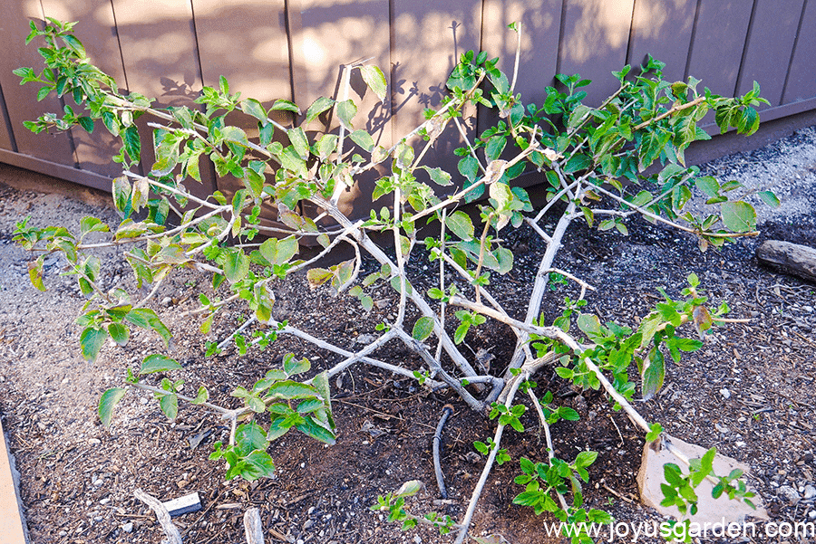 a lantana dallas red in late winter/early spring after pruning