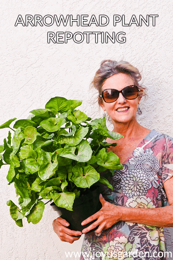 Houseplant Repotting: Arrowhead Plant (Syngonium Podophyllum)