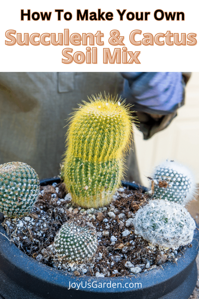 Cactus and Succulent Potting Mix Easy Recipe For Healthy Plants