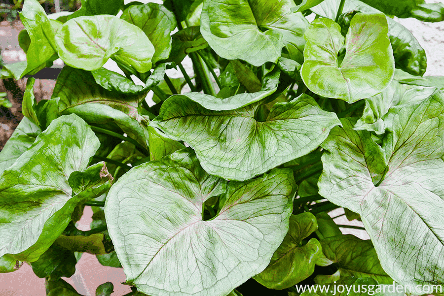 the foliage of an allusion arrowhead plant close up