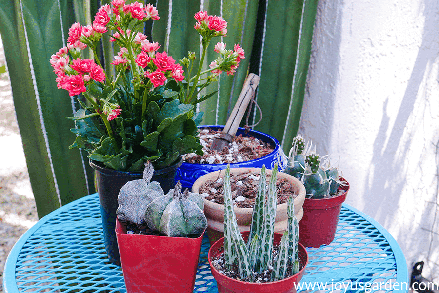 4 succulents, 1 of them blooming, surround 2 pots filled with succulent & cactus mix