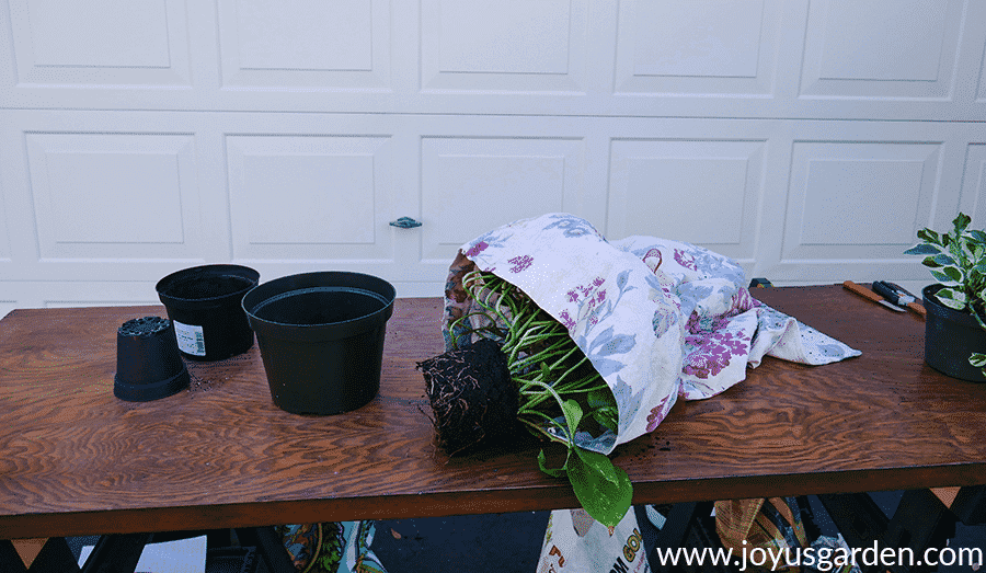 a pothos houseplant with the trails wrapped in a pillow case sits on a work table with grow pots & another pothos