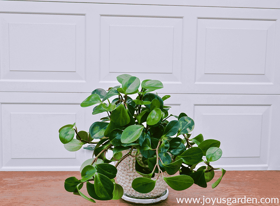 A peperomia obtusifolia baby rubber tree plant with trailing stems in a white ceramic pot 