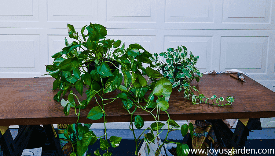 a golden pothos & a pothos n joy sit next to each other on a work table