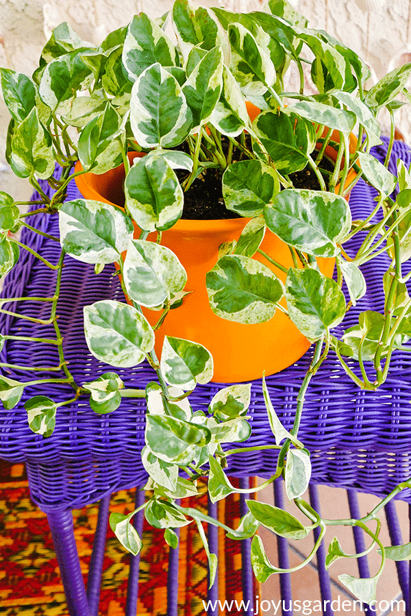 Houseplant Repotting: Pothos (Epipremnum Aureum)