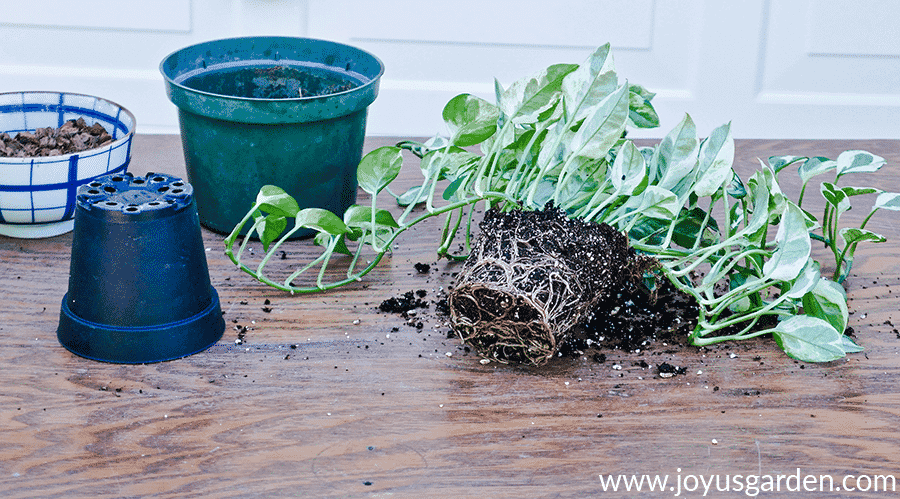 the exposed root ball of a pothos n joy on a work table next to grow pots & a small bowl with potting soil