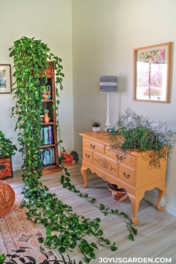 A golden pothos plant with 15' trails on top of a bookcase.