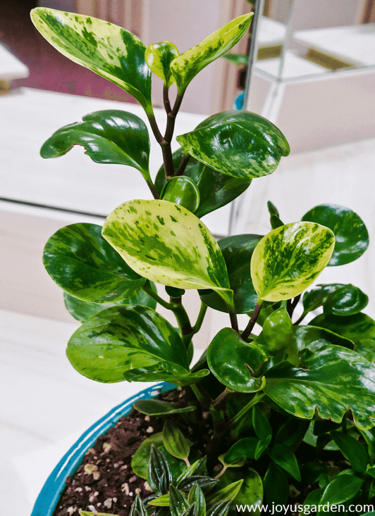 close up of a variegated baby rubber plant peperomia obtusifolia variegata