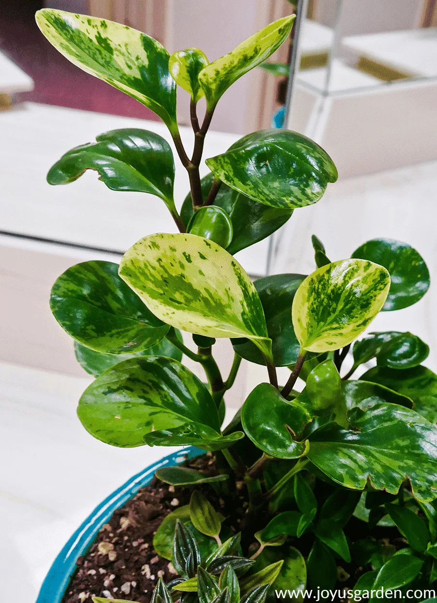 Крупный план пестролистной пеперомии туполистной (Peperomia obtusifolia variegata).