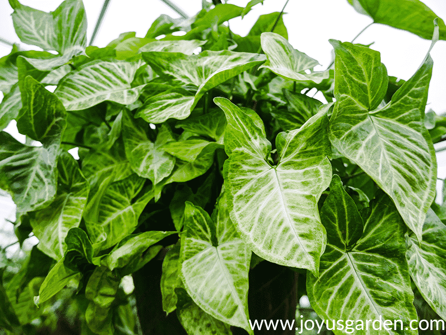 the foliage of an arrowhead plant arrowhead vine close up