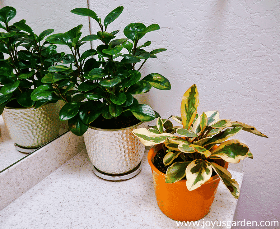 a baby rubber plant peperomia & a rainbow peperomia sit next to each other on a counter