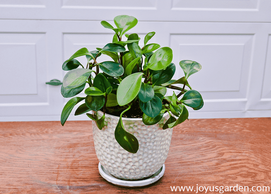 a peperomia obtusifolia baby rubber plant after its pruning