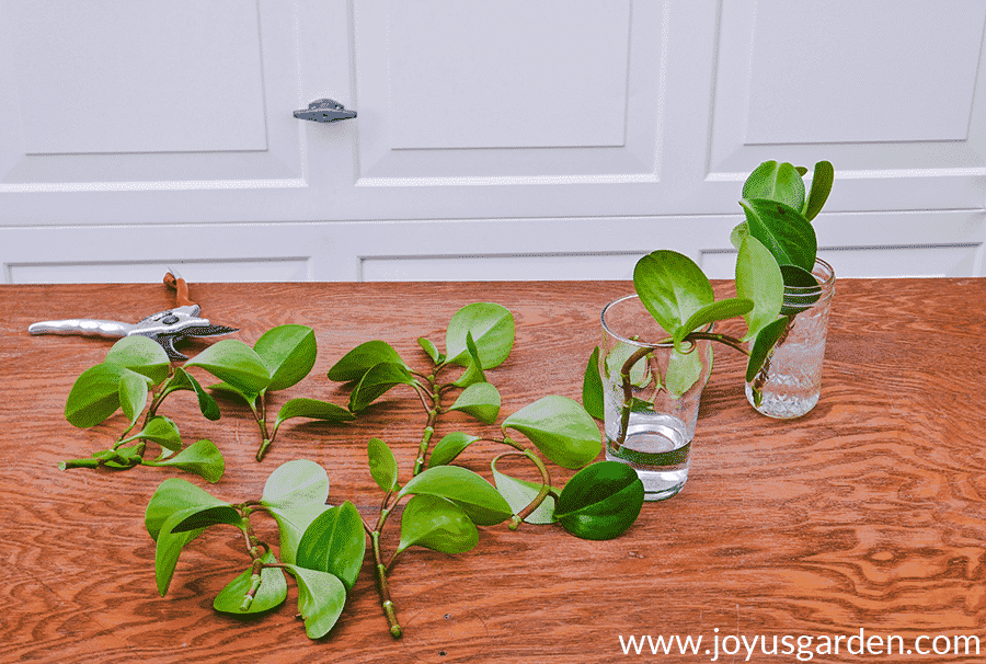 Peperomia baby rubber plant cuttings on a table & in glass vases sit next to felco pruners.