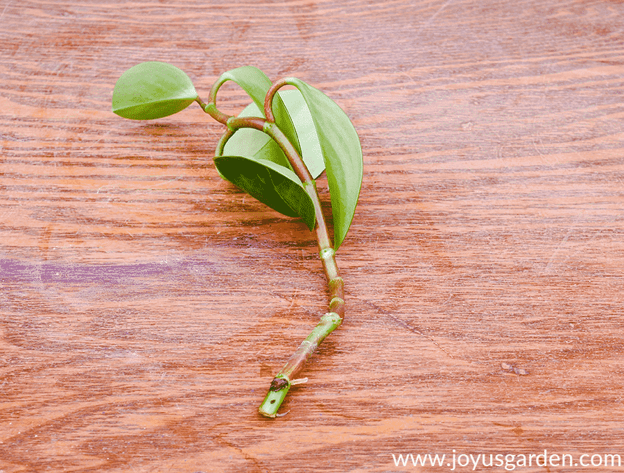 Close up of a peperomia baby rubber plant cutting with a root emerging.