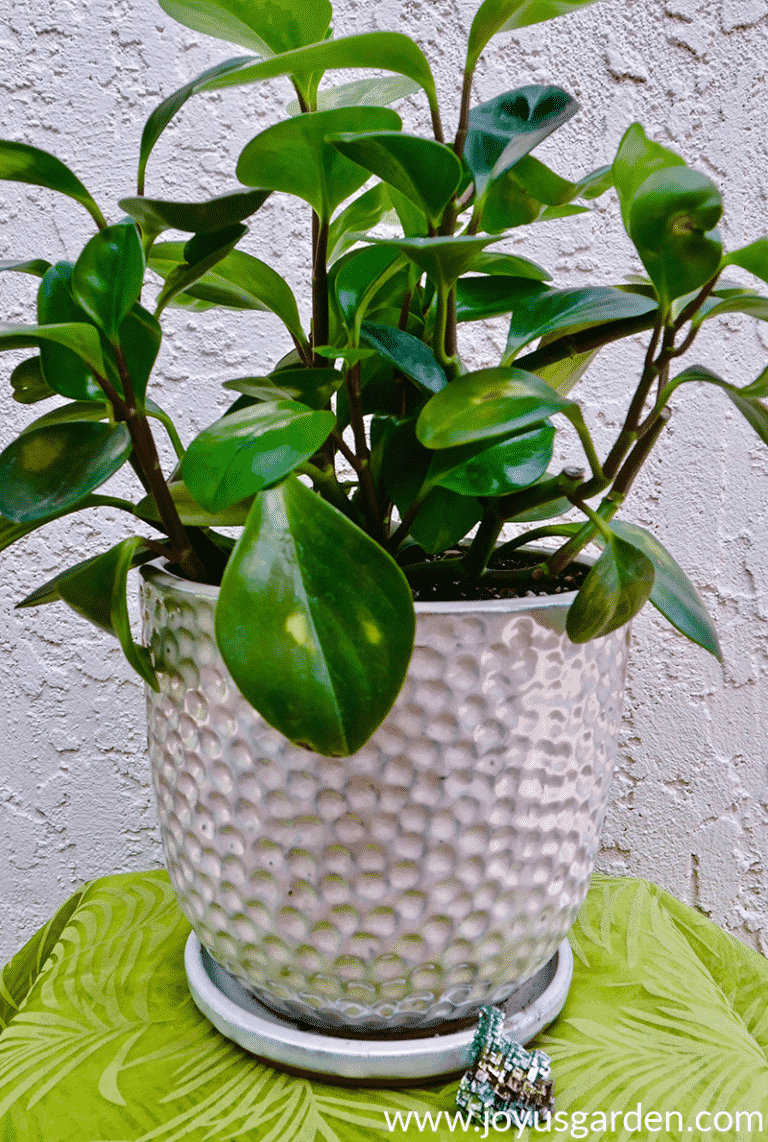 Close up of a baby rubber plant peperomia obtusifolia in a white ceramic pot.
