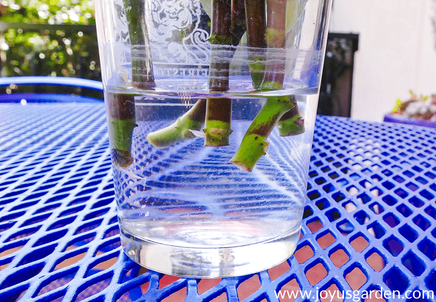 close up of stem cuttings in glass in water