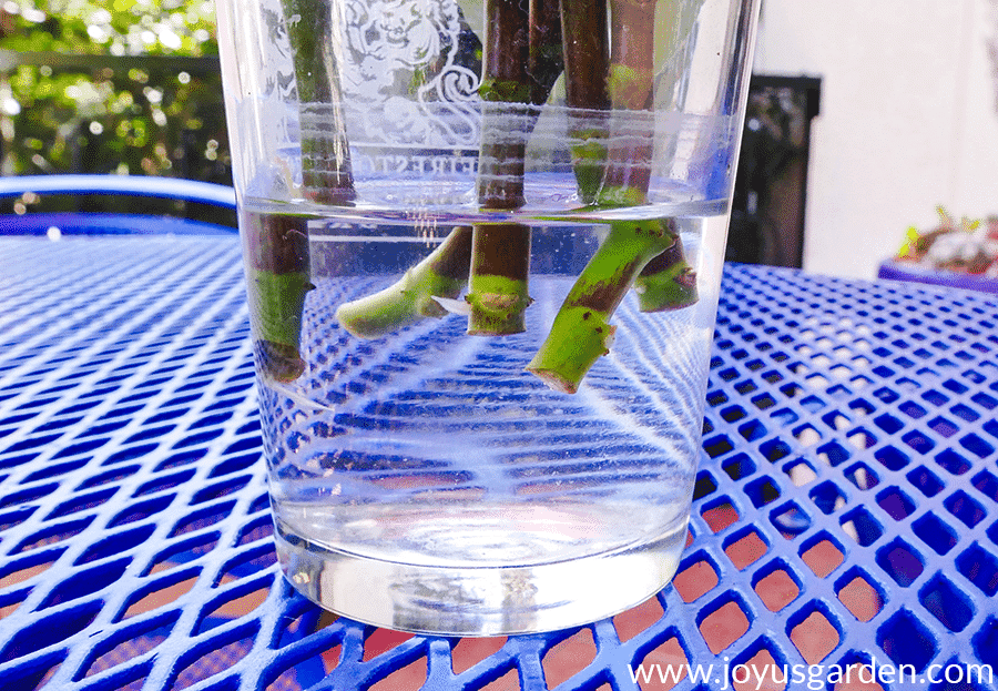 Close up of stem cuttings in glass in water on blue table outdoors. 