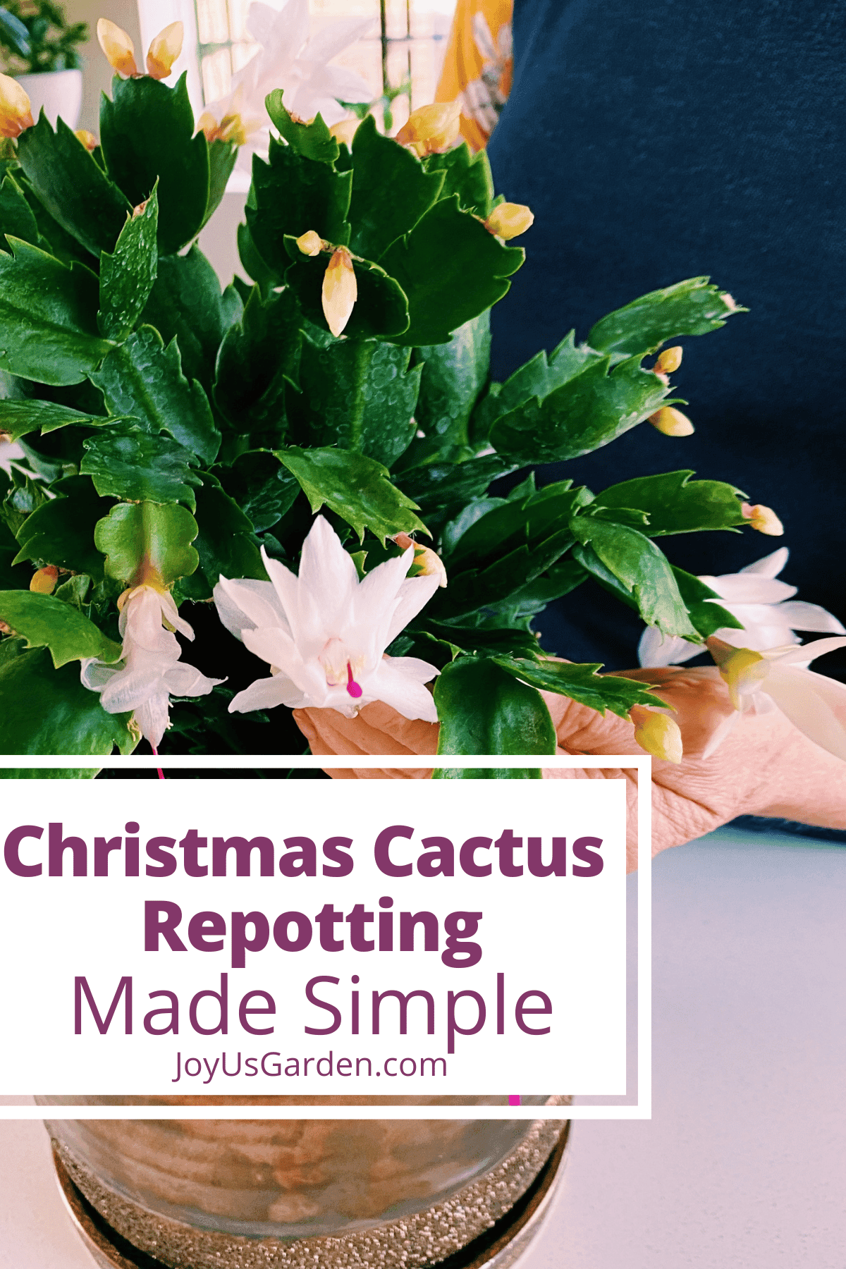 Repotting The Christmas Cactus: A Step-by-Step Guide For Optimal Growth