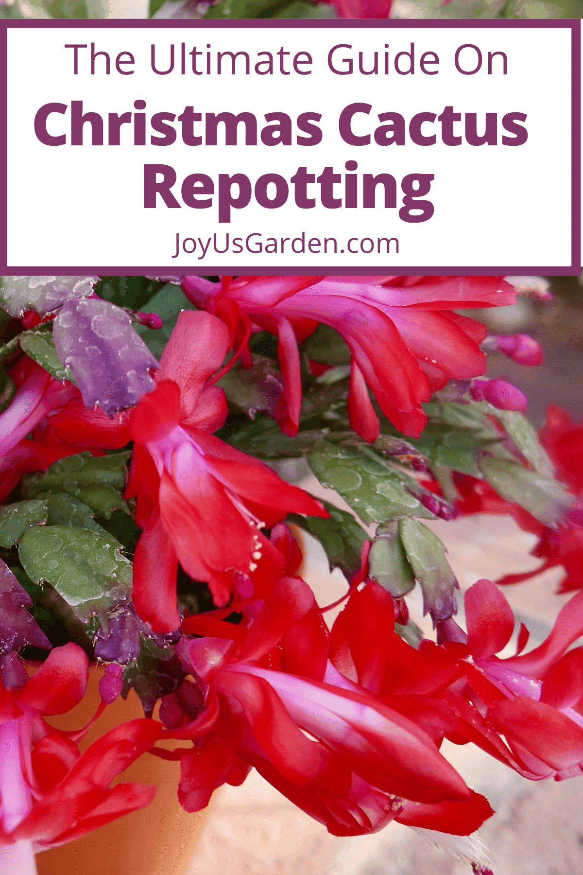 Repotting Christmas Cactus: A Comprehensive Guide To Healthy Growth And Beautiful Blooms