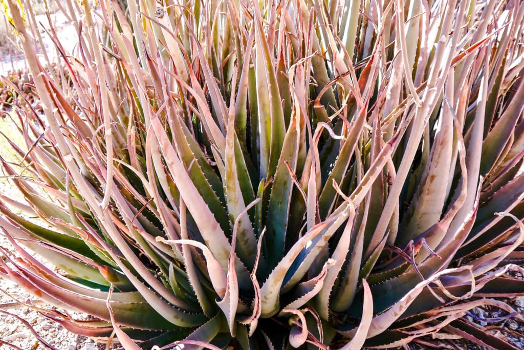 How Much Sun Do Succulents Need Joy Us Garden