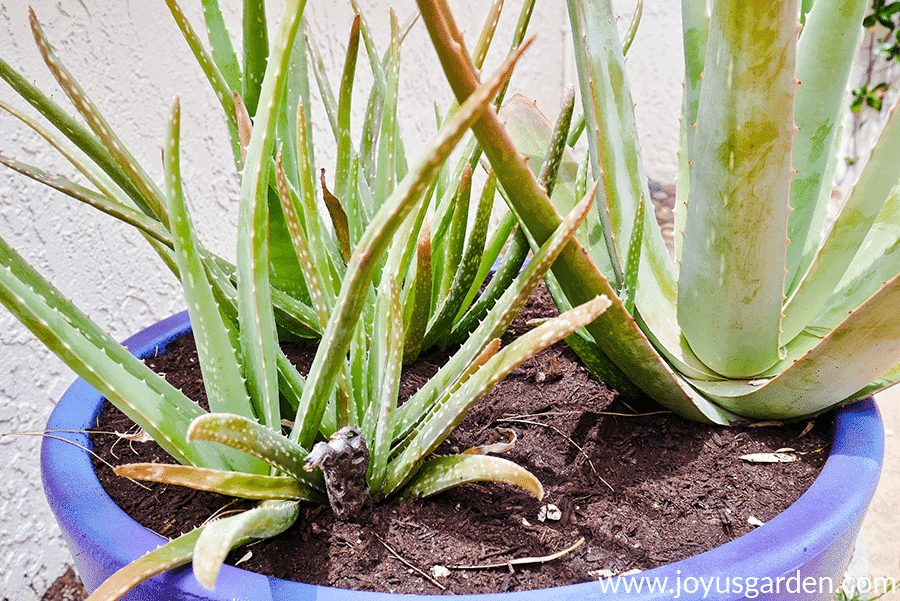 Close up of a Aloe Vera plant & pups growing in purple/blue container