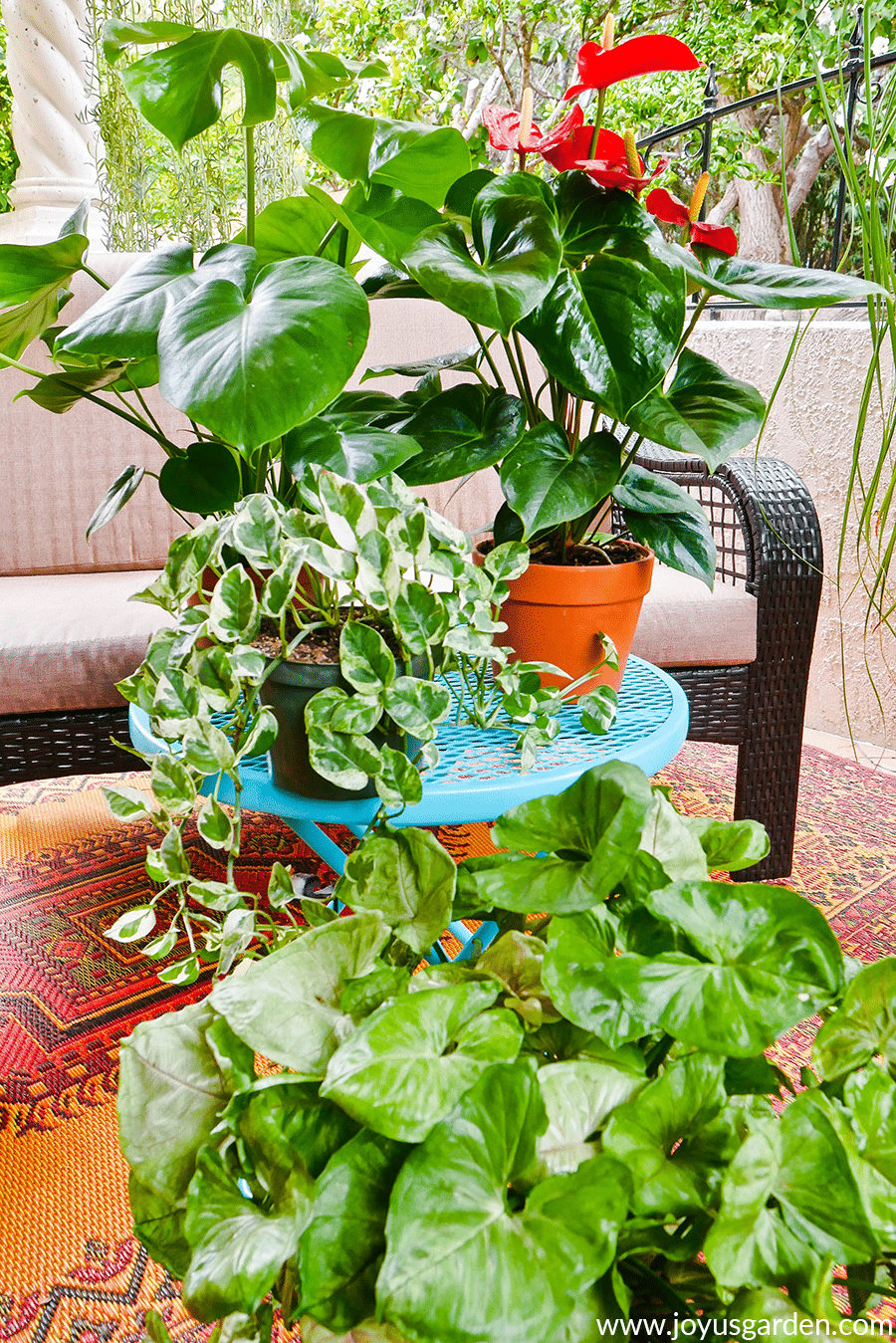 Monstera anthurium & pothos houseplants sit on a teal table with an arrowhead plant on the floor.