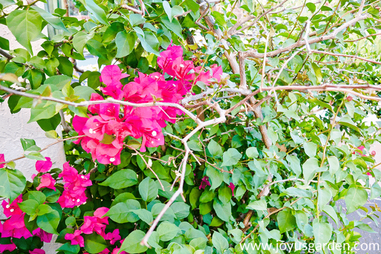 Bougainvillea After A Hard Freeze, Part 1