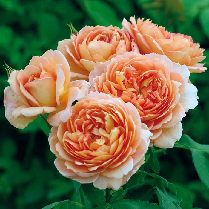 A Look at Our Favorite Roses for Containers