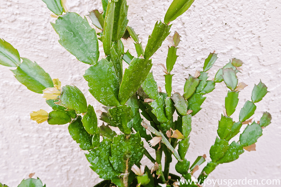 close up of new growth on a christmas cactus