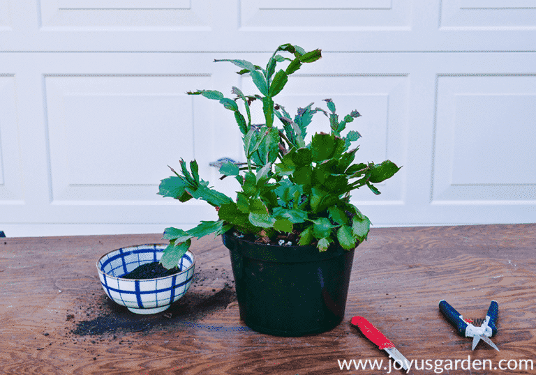 Houseplant Repotting: Christmas Cactus - Joy Us Garden