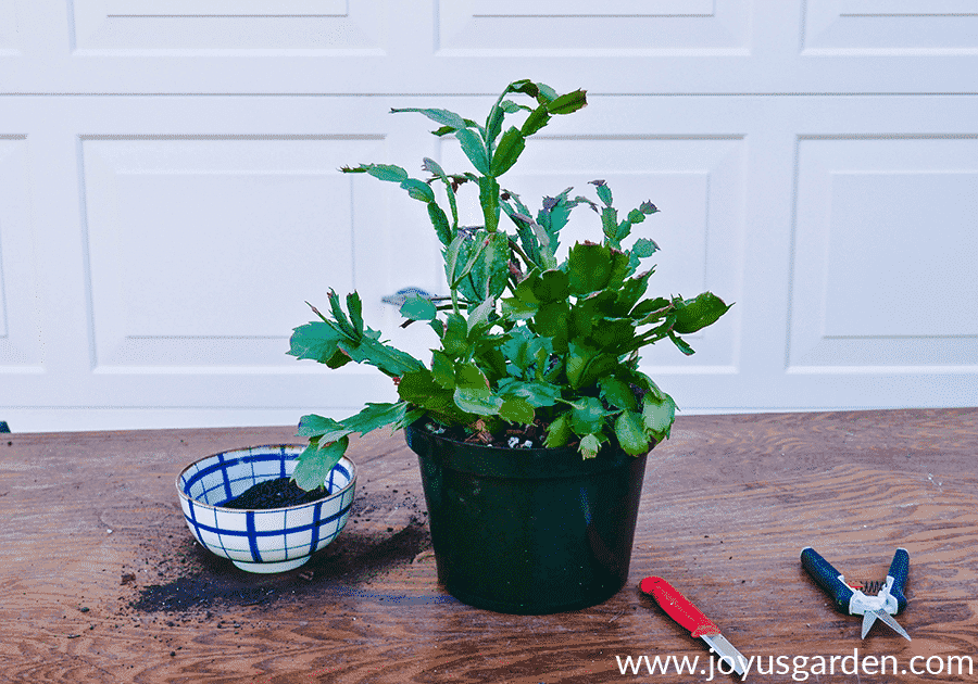 a freshly repotted christmas cactus sits next to a bowl of compost a florist knife a a pair of floral nippers