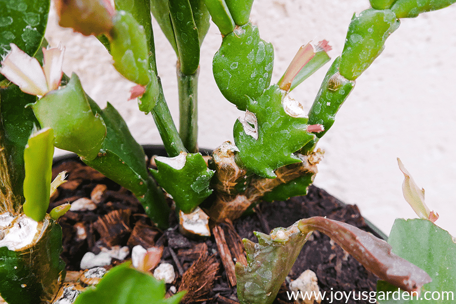 close up of new growth appearing on the chewed nubs of a christmas cactus