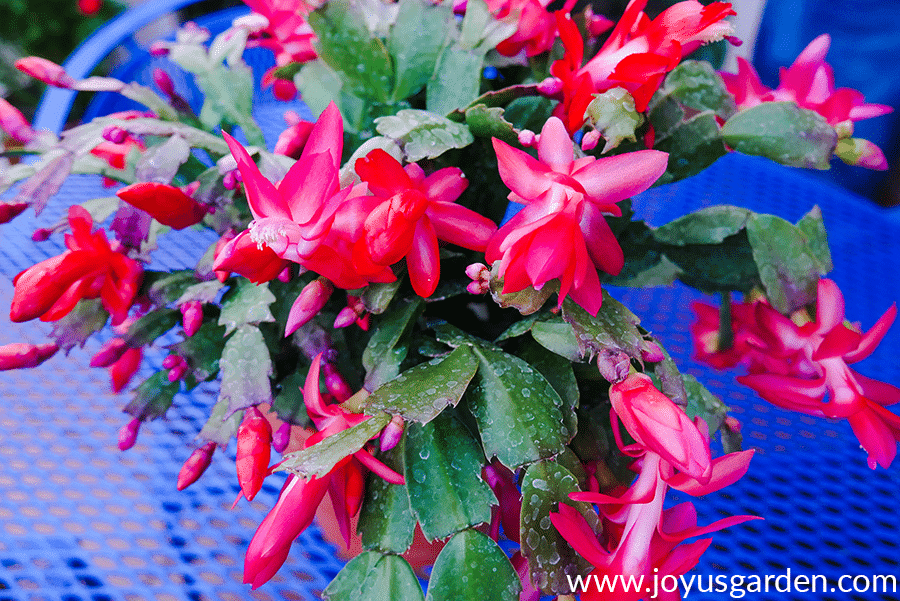 close up of a Red Christmas Cactus with open blooms & lots of buds