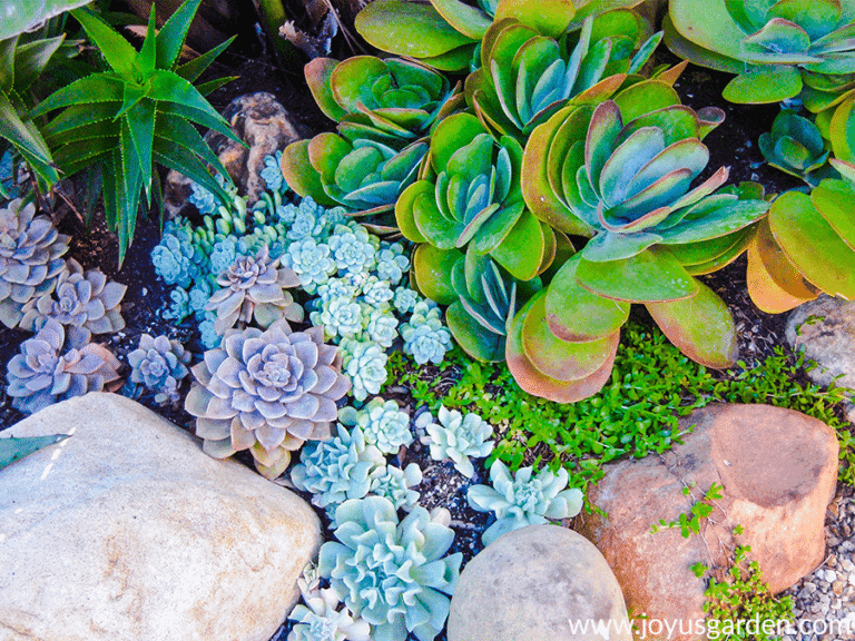 How Much Sun Do Succulents Need? 2024 Guide