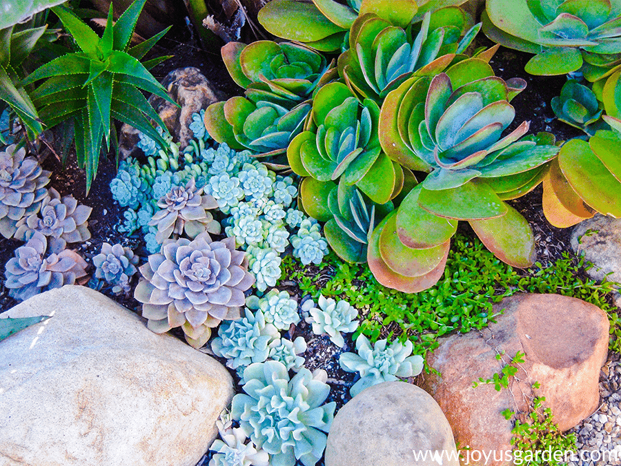 Colorful succulents growing outdoors in the ground in Santa Barbara, CA