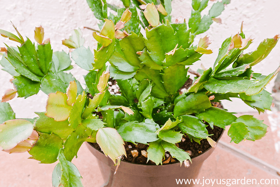 lots of new growth appearing on a christmas cactus