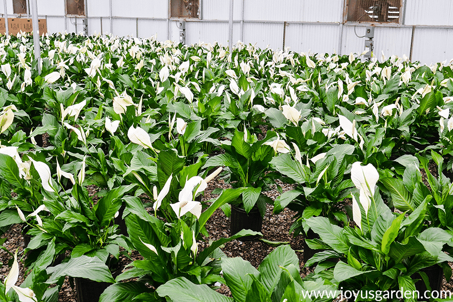 Large peace lily spathiphyllum plants with flowers in a greenhouse.
