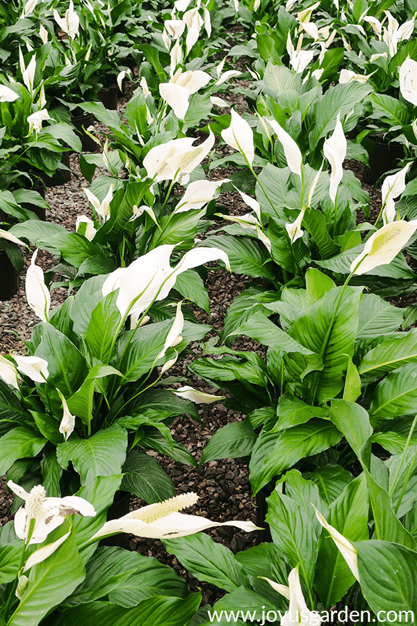 Many peace lily spathiphyllum plants with white flowers lined up in rows in a greenhouse the text at the bottom reads www.joyusgarden.com.