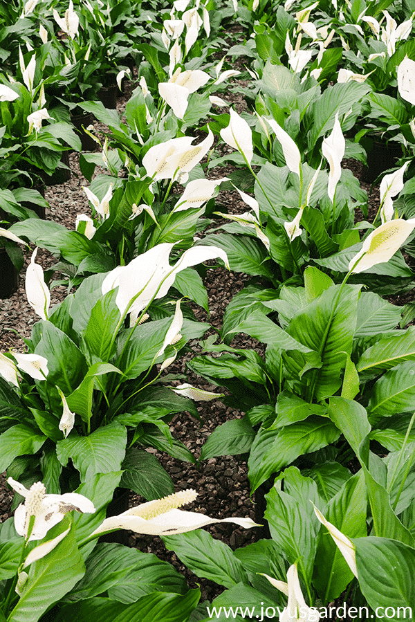 Many peace lily spathiphyllum plants with white flowers lined up in rows in a greenhouse the text at the bottom reads www.joyusgarden.com.