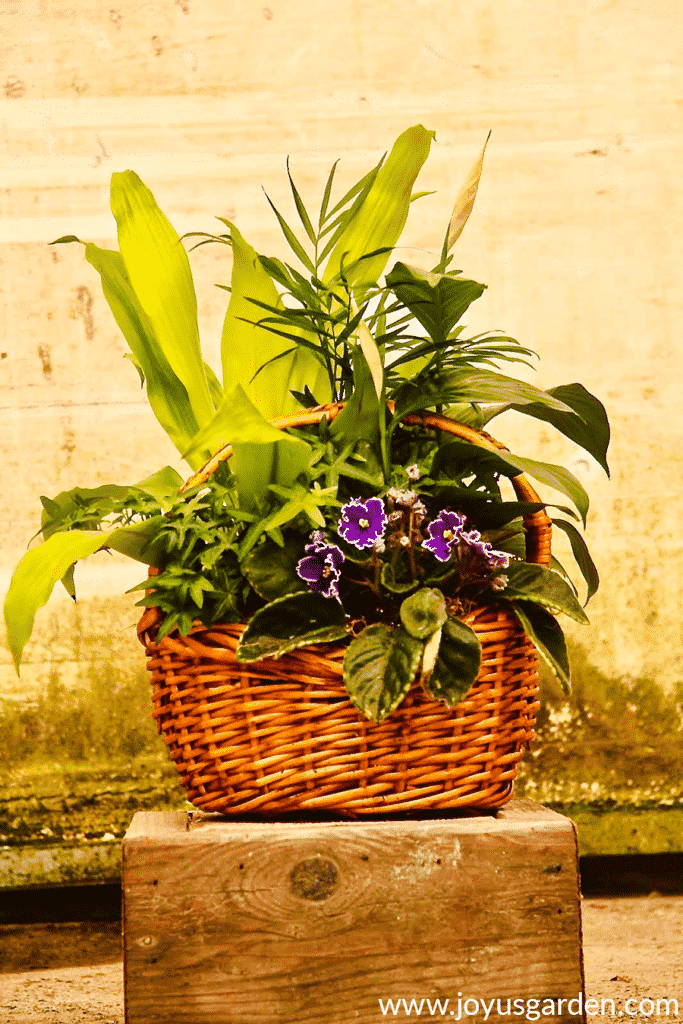 Peace Lily Care (Spathiphyllum) & Growing Tips | Joy Us Garden