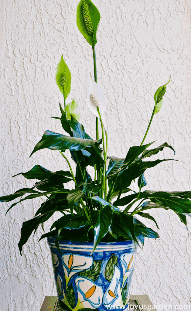 Peace lily with white & green flowers on display in gorgeous blue pot