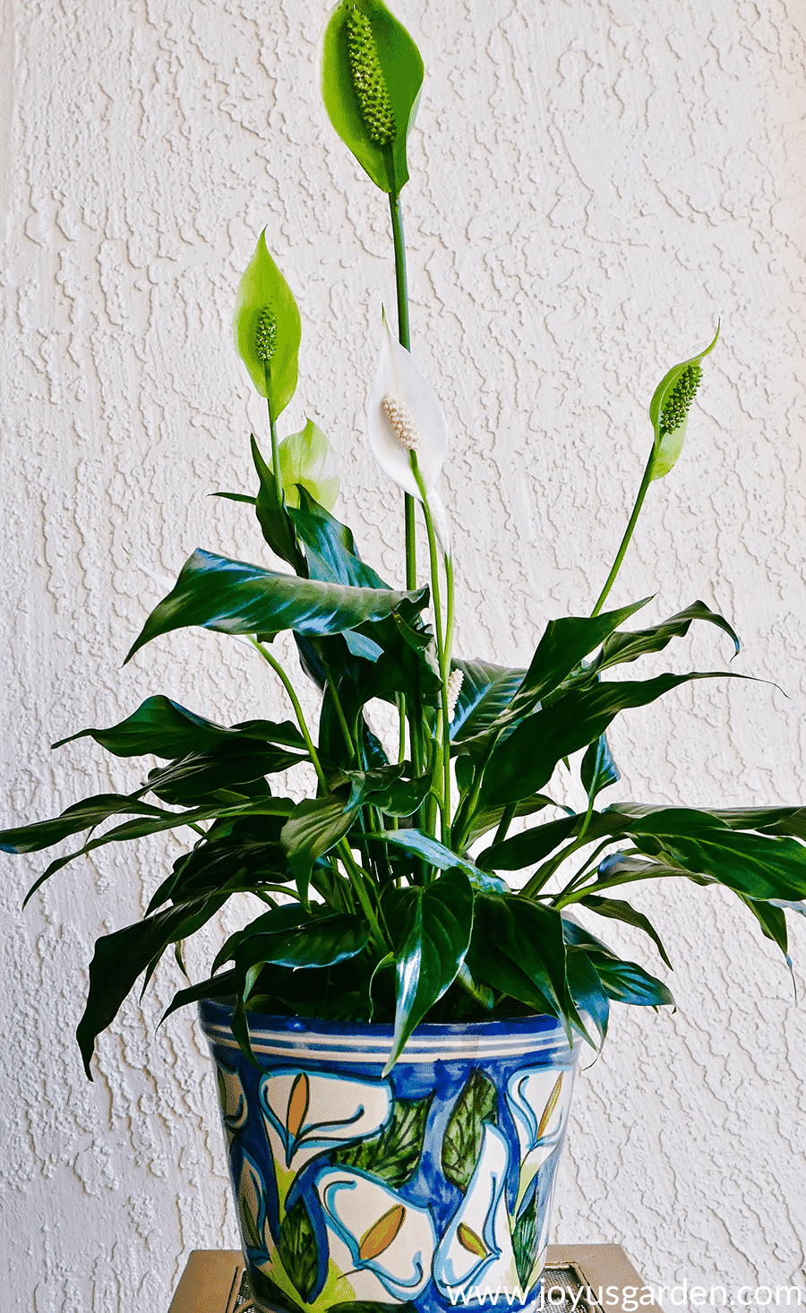 Peace lily with white & green flowers on display in gorgeous blue pot.