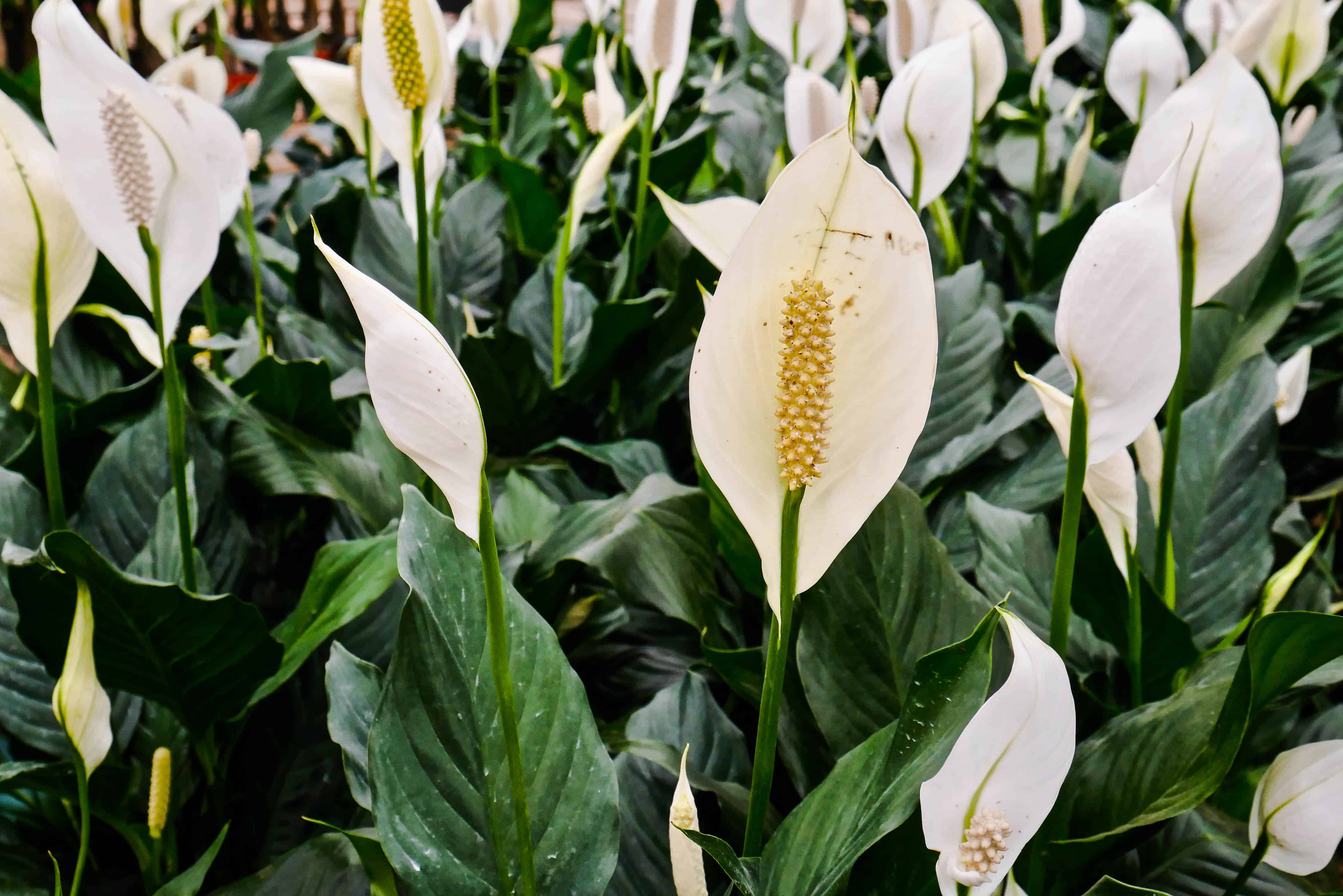 Close-up of many white peace lily spathiphyllum flowers.