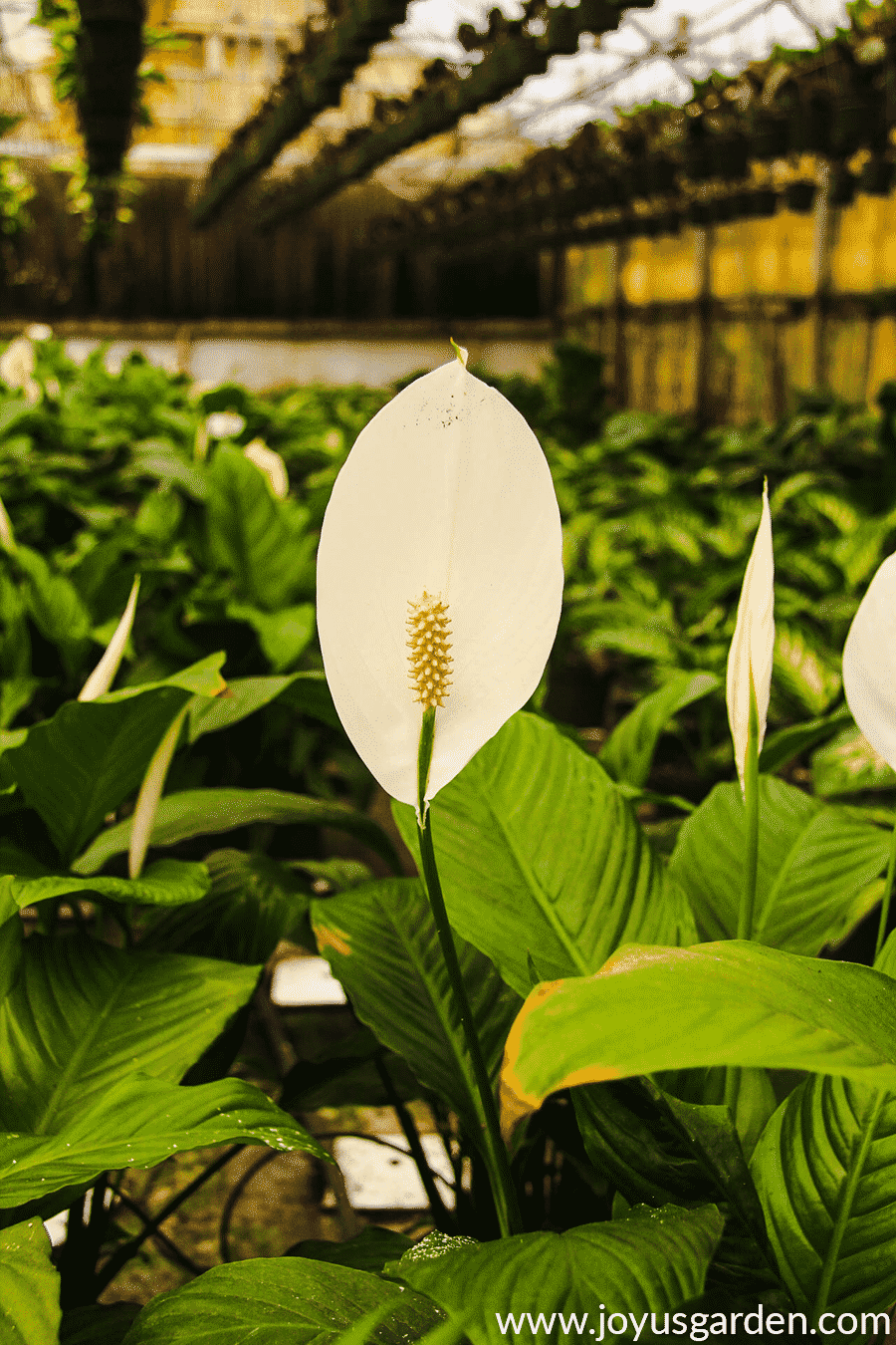 A white peace lily flower with other peace lilies in the background.