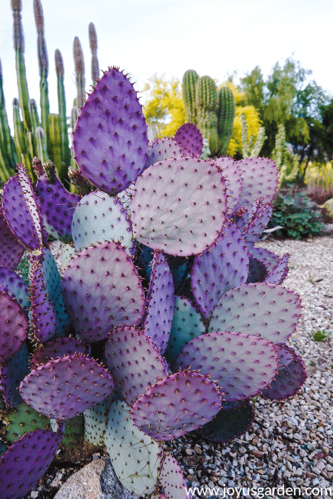 Close up of a beautiful Purple Prickly Pear growing in Tuscon, Arizona