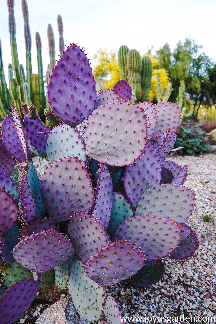 Purple santa rita Prickly Pear growing outdoors in Tuscon, Arizona amongst senita cactus, argentinian saguaro and totem pole cactus 