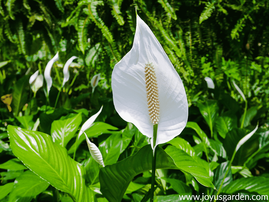 Close up of a peace lily spathiphyllum flower with other plants in the back ground.